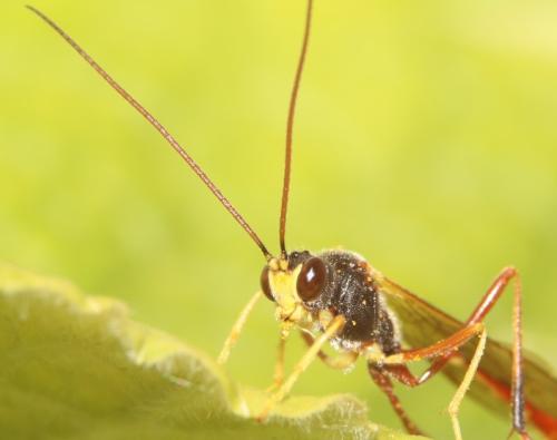 Réf. 298 369 : Erigorgus procerus